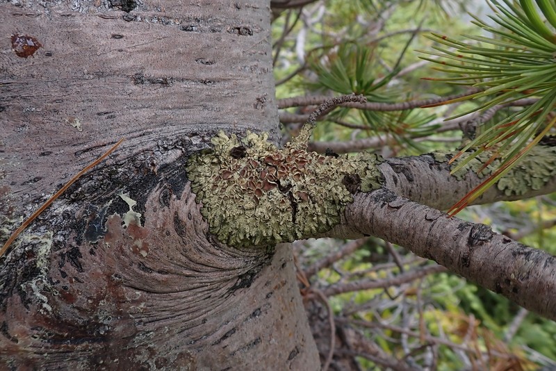 Ahtiana Lichen photo 4