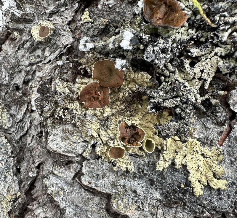 Ahtiana Lichen photo 5