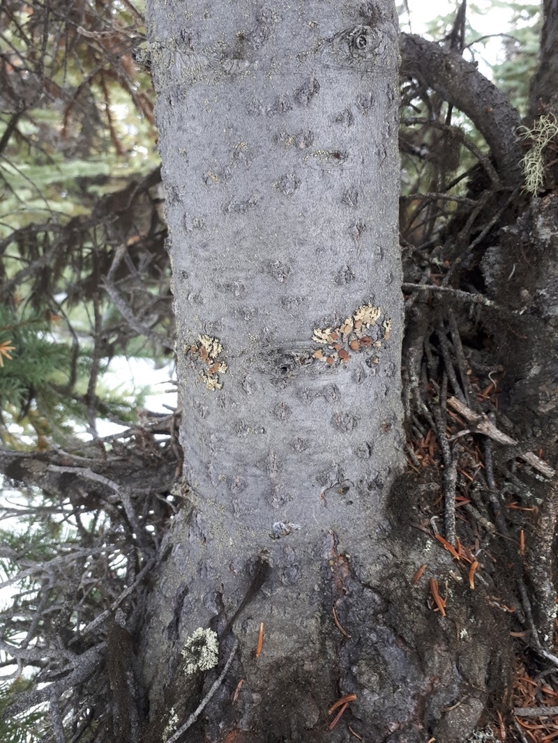 Ahtiana Lichen photo 6