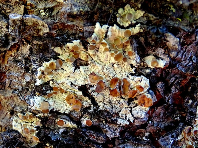 Ahtiana Lichen photo 7