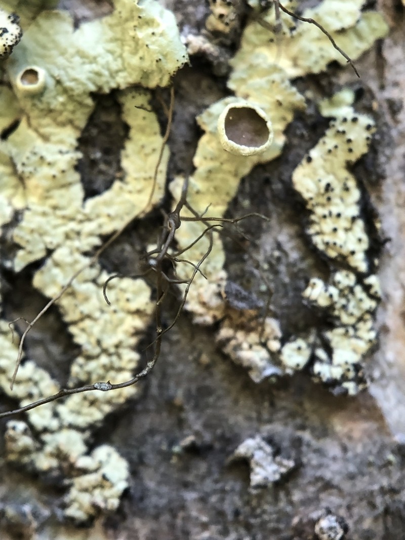 Ahtiana Lichen photo 8