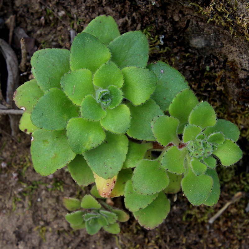 Aichryson bituminosum photo 2