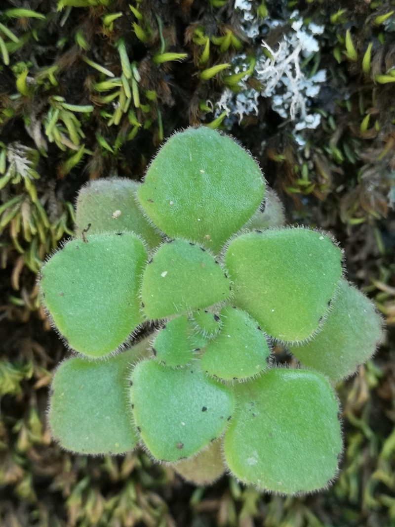 Aichryson bollei photo 3