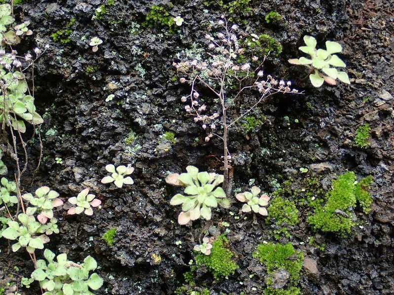 Aichryson bollei photo 4