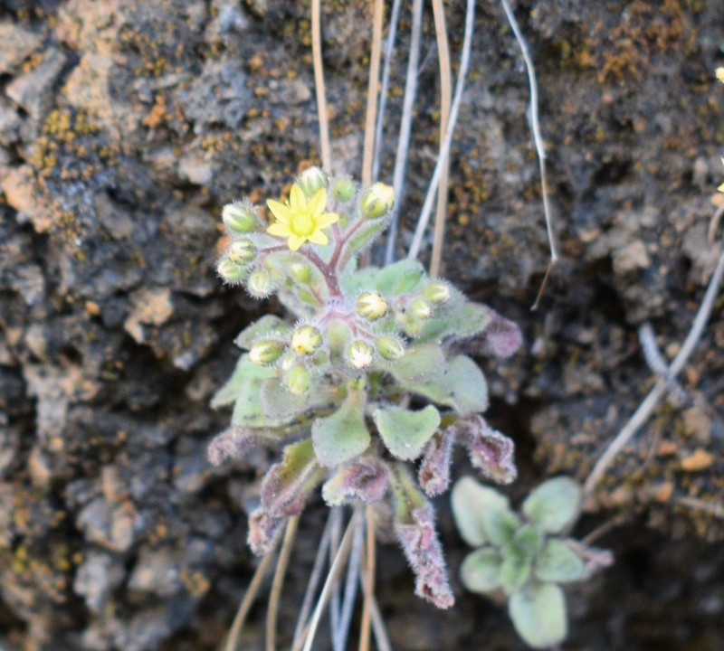 Aichryson bollei photo 8