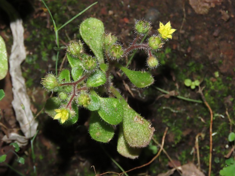 Aichryson brevipetalum photo 2