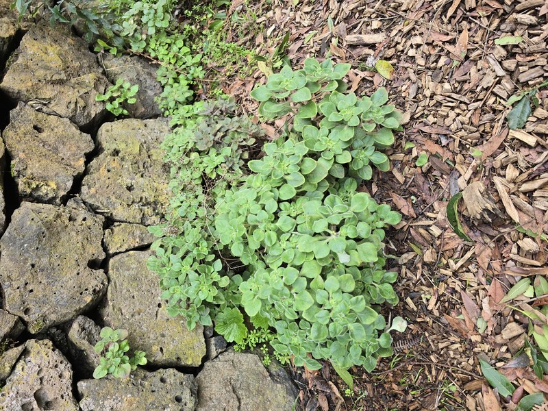 Aichryson dichotomum photo 2