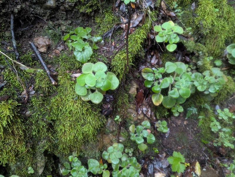Aichryson dichotomum photo 3