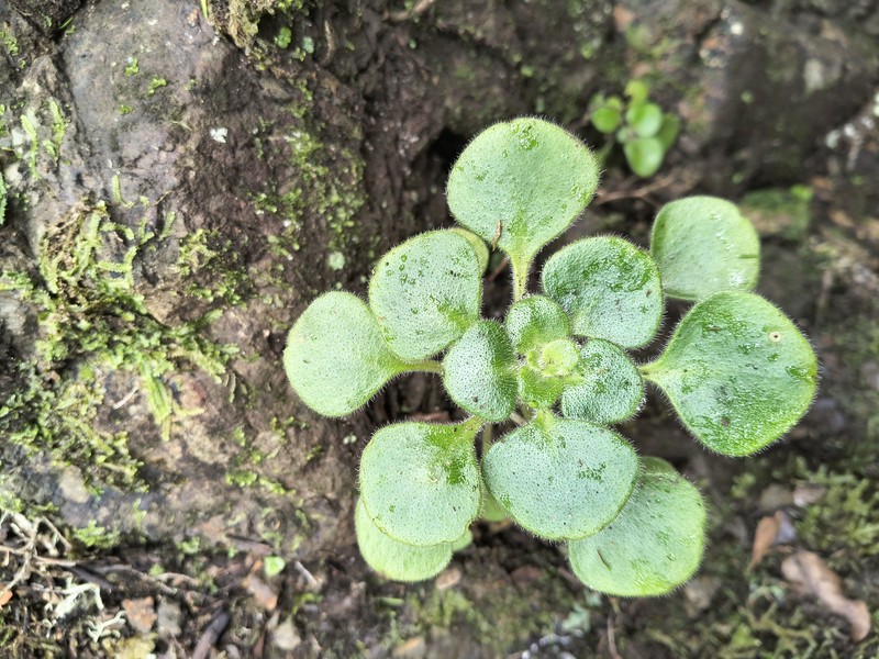 Aichryson dichotomum photo 4
