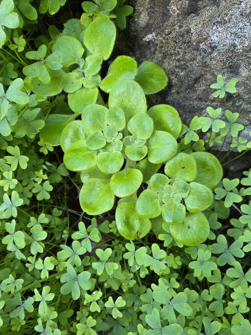 Aichryson dichotomum photo 5