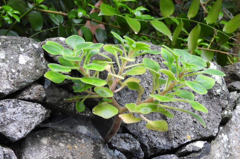 Aichryson dichotomum photo 6
