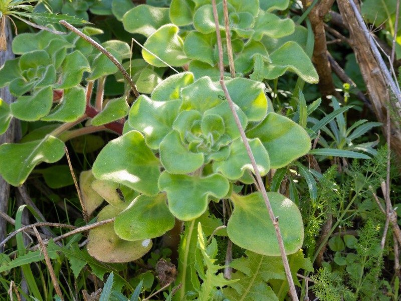 Aichryson dichotomum photo 7