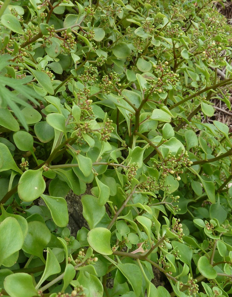 Aichryson divaricatum