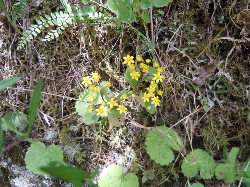 Aichryson divaricatum photo 2