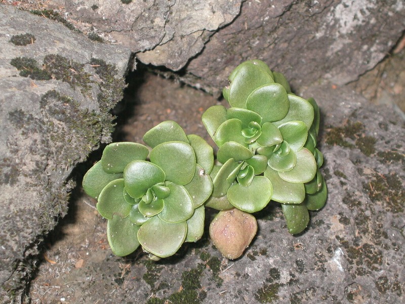 Aichryson divaricatum photo 3