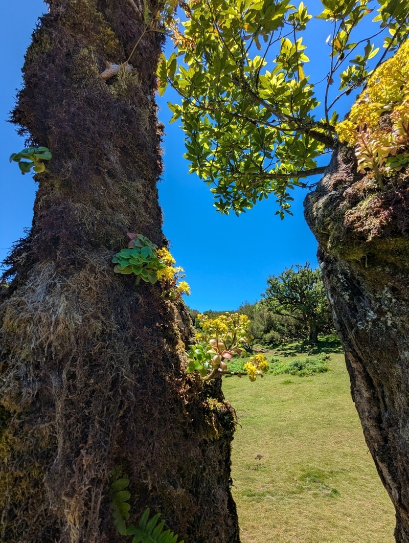 Aichryson divaricatum photo 4