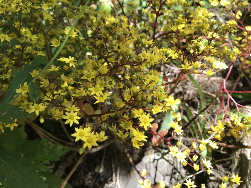 Aichryson divaricatum photo 6