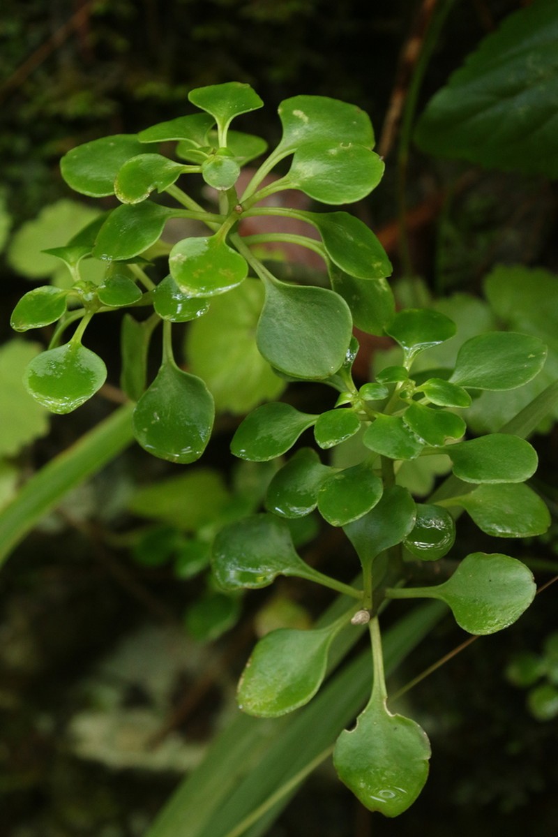 Aichryson divaricatum photo 7