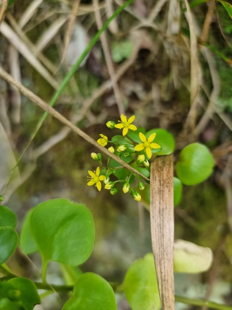 Aichryson divaricatum photo 8