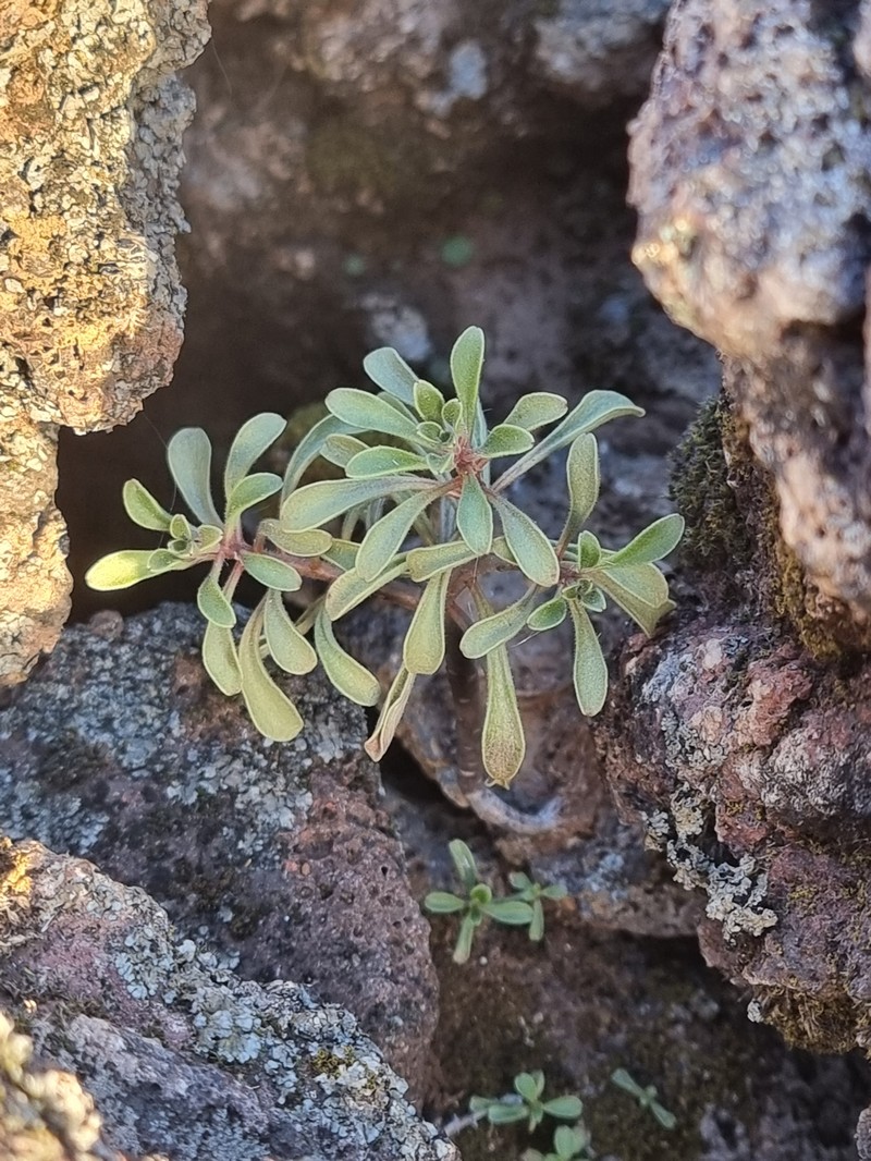 Aichryson dumosum photo 3