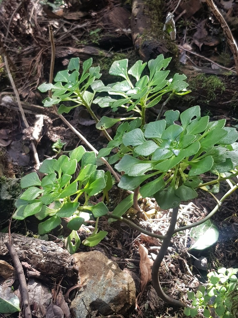 Aichryson pachycaulon
