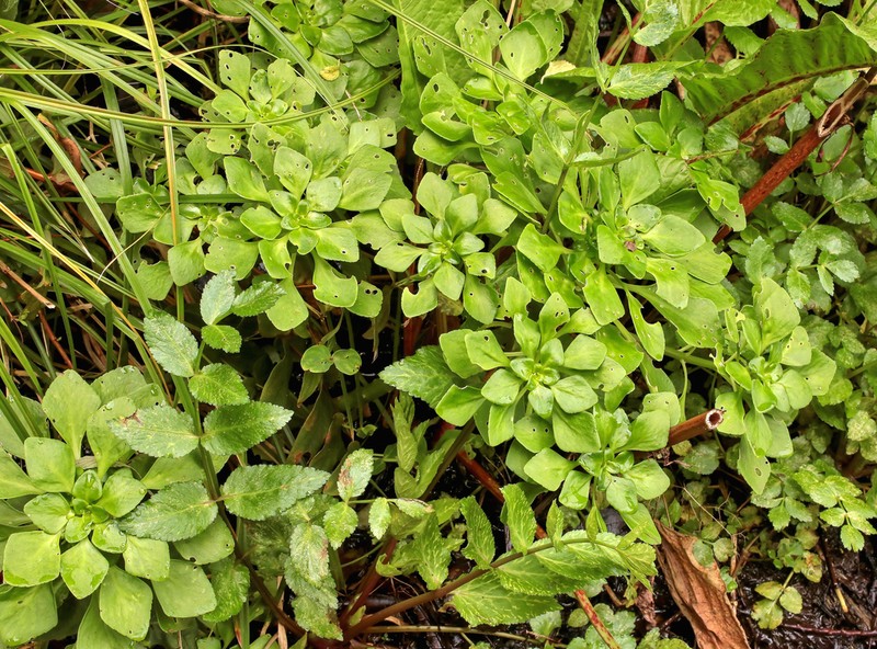 Aichryson pachycaulon photo 2