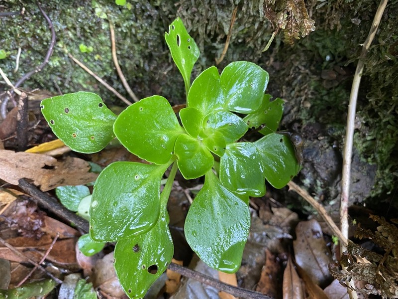 Aichryson pachycaulon photo 3
