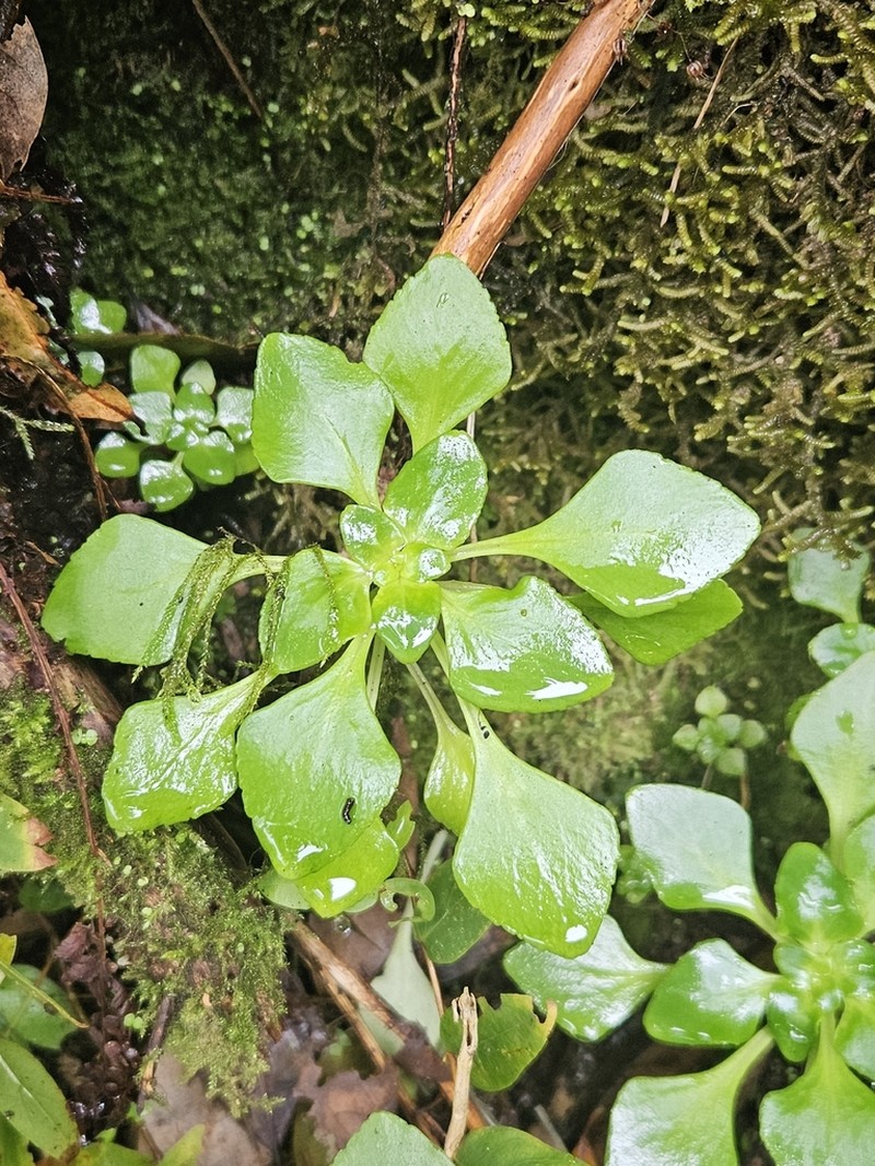 Aichryson pachycaulon photo 4