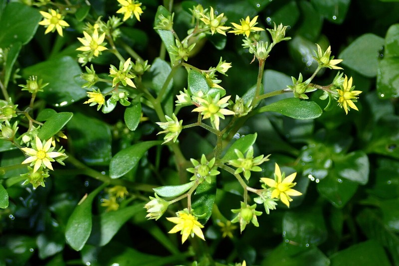 Aichryson pachycaulon photo 5