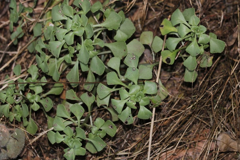 Aichryson pachycaulon photo 6