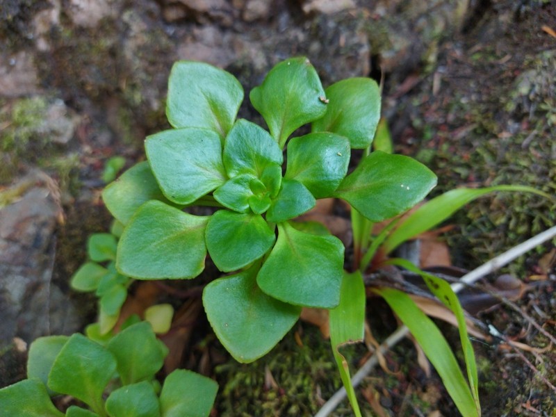 Aichryson pachycaulon photo 7