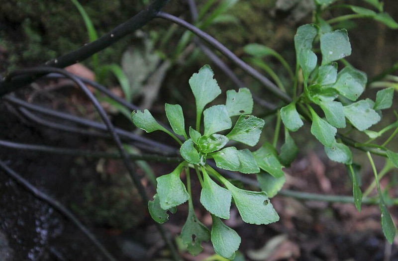 Aichryson pachycaulon photo 8