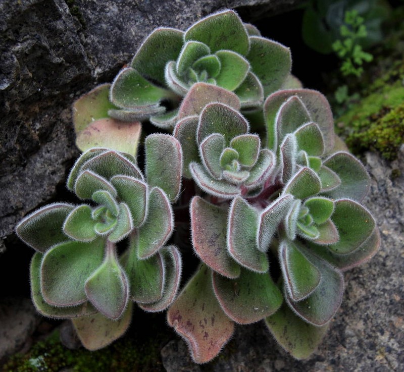 Aichryson palmense photo 3