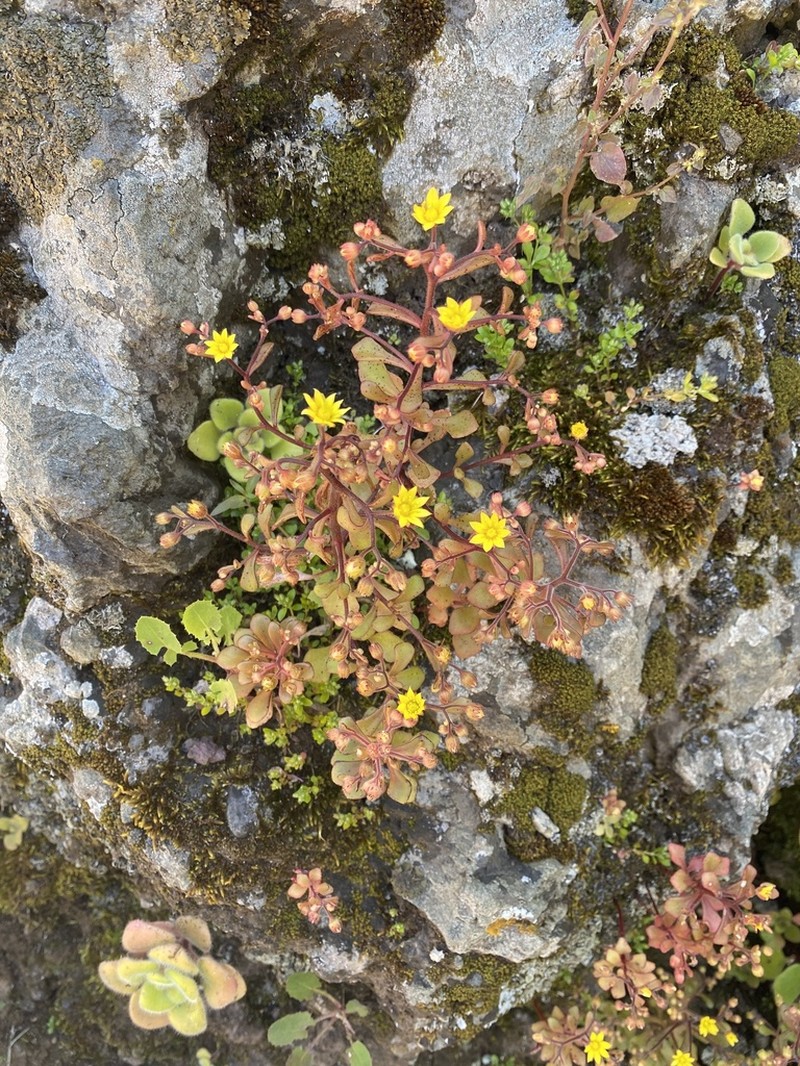 Aichryson parlatorei