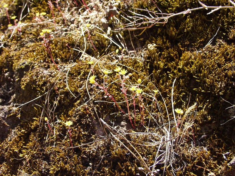 Aichryson parlatorei photo 2