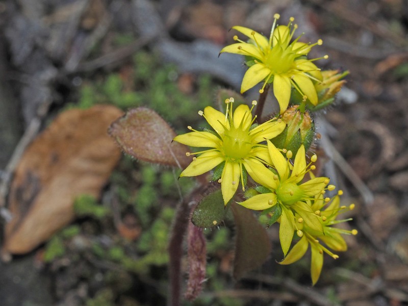 Aichryson parlatorei photo 3