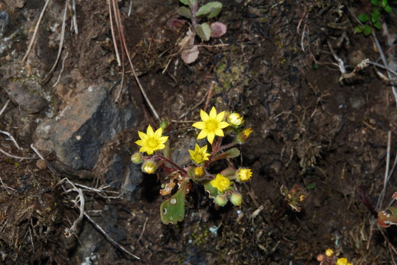 Aichryson parlatorei photo 4