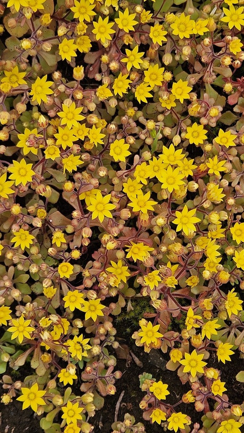 Aichryson parlatorei photo 5