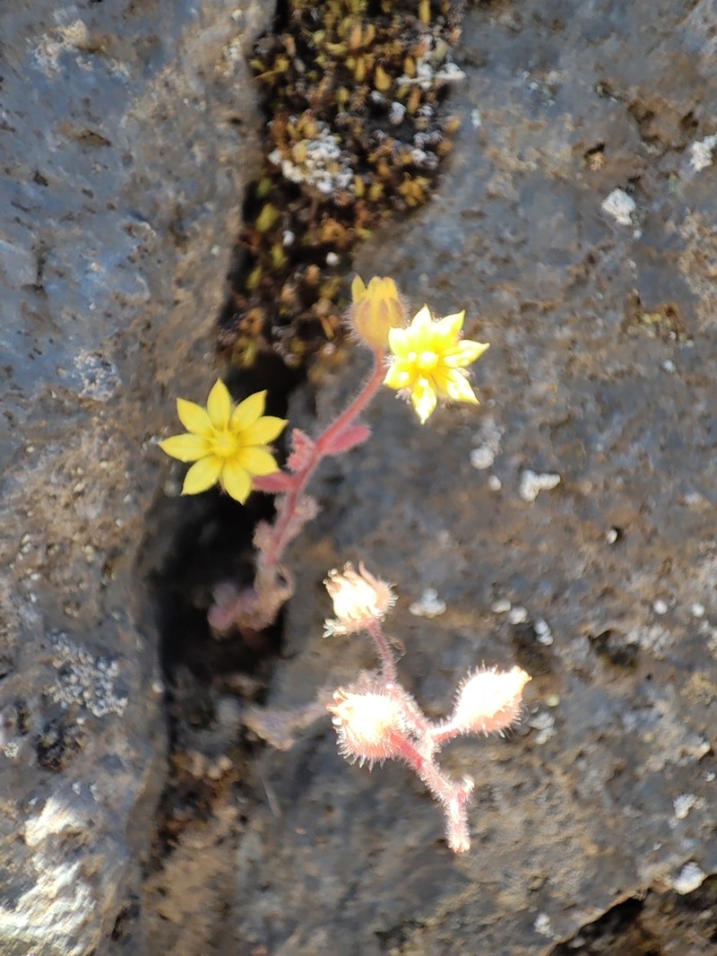 Aichryson parlatorei photo 6