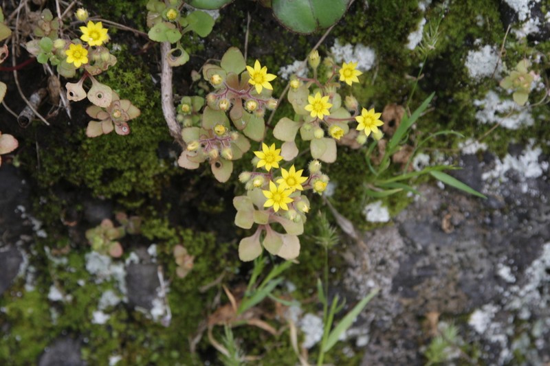 Aichryson parlatorei photo 7