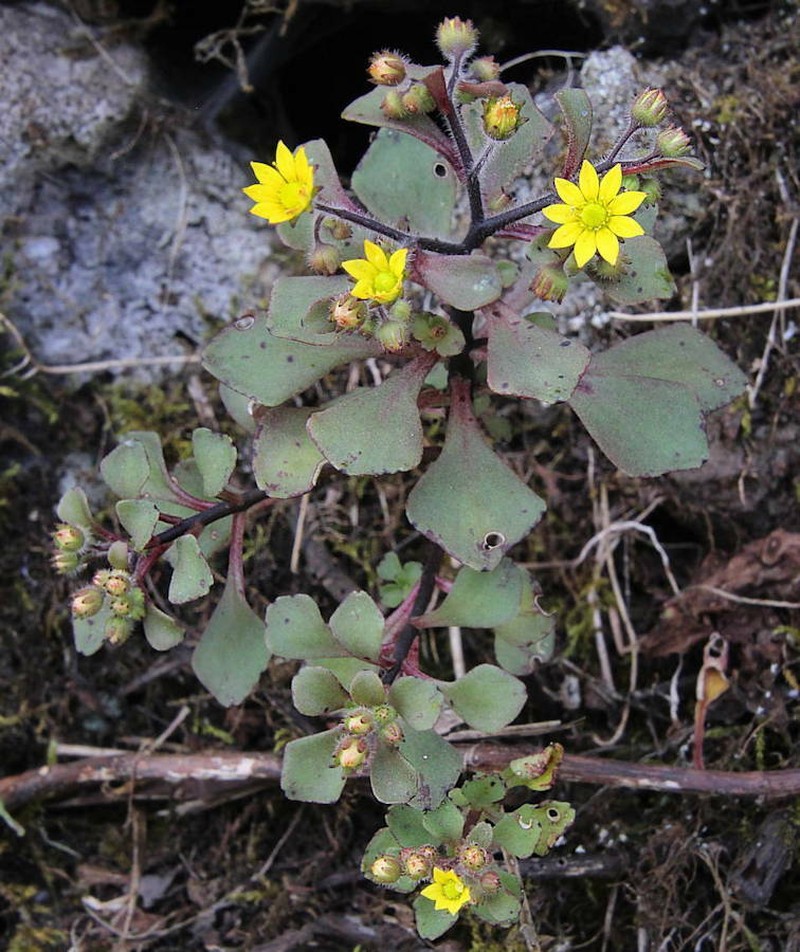 Aichryson parlatorei photo 8