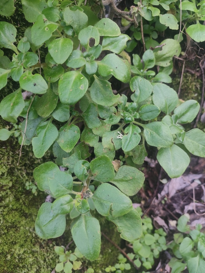 Aichryson porphyrogennetos