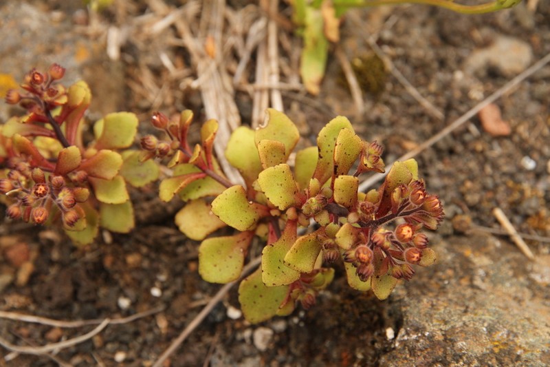 Aichryson punctatum