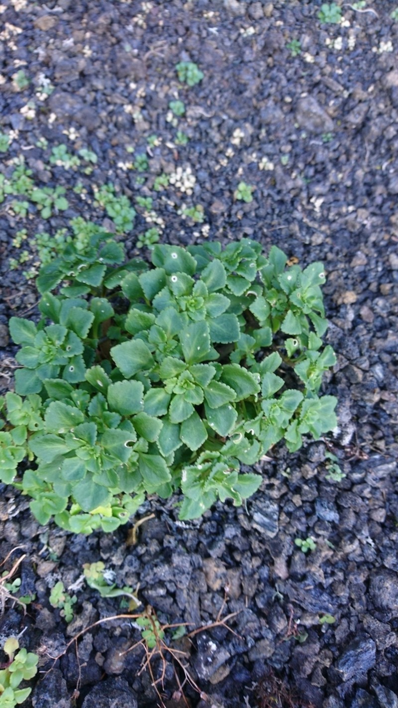 Aichryson punctatum photo 2