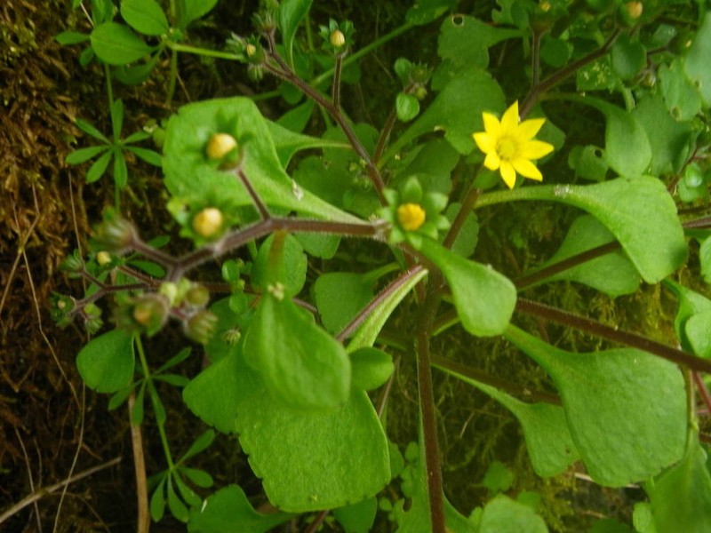 Aichryson punctatum photo 3