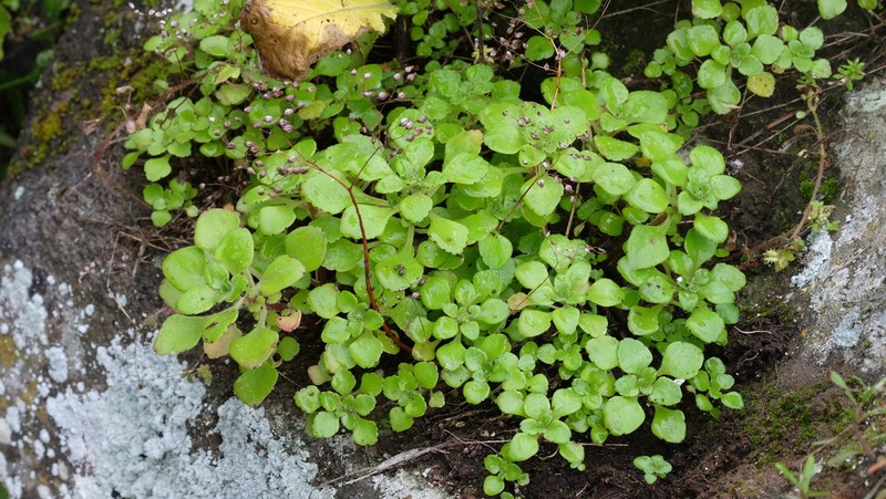 Aichryson punctatum photo 4