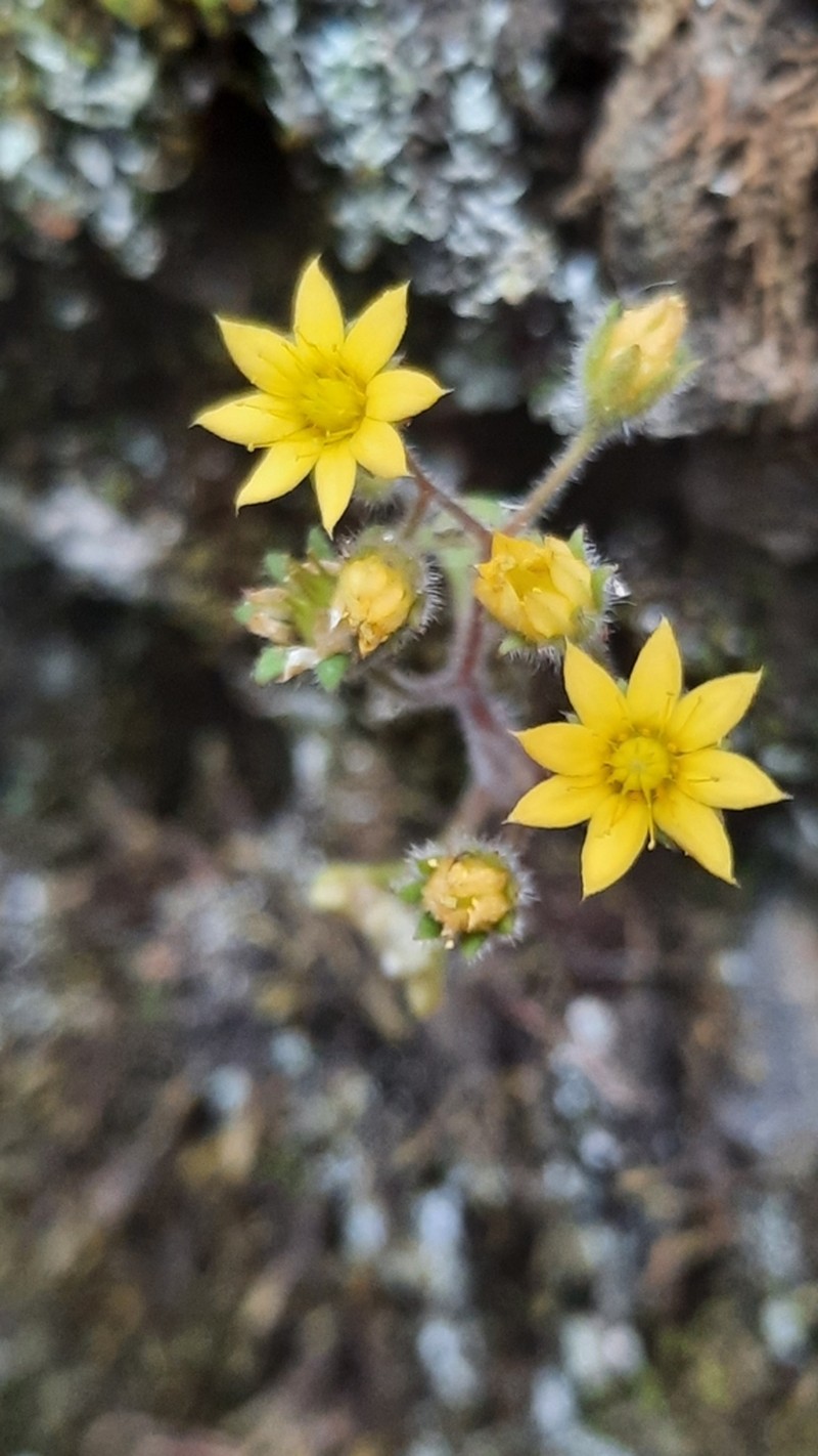 Aichryson punctatum photo 5
