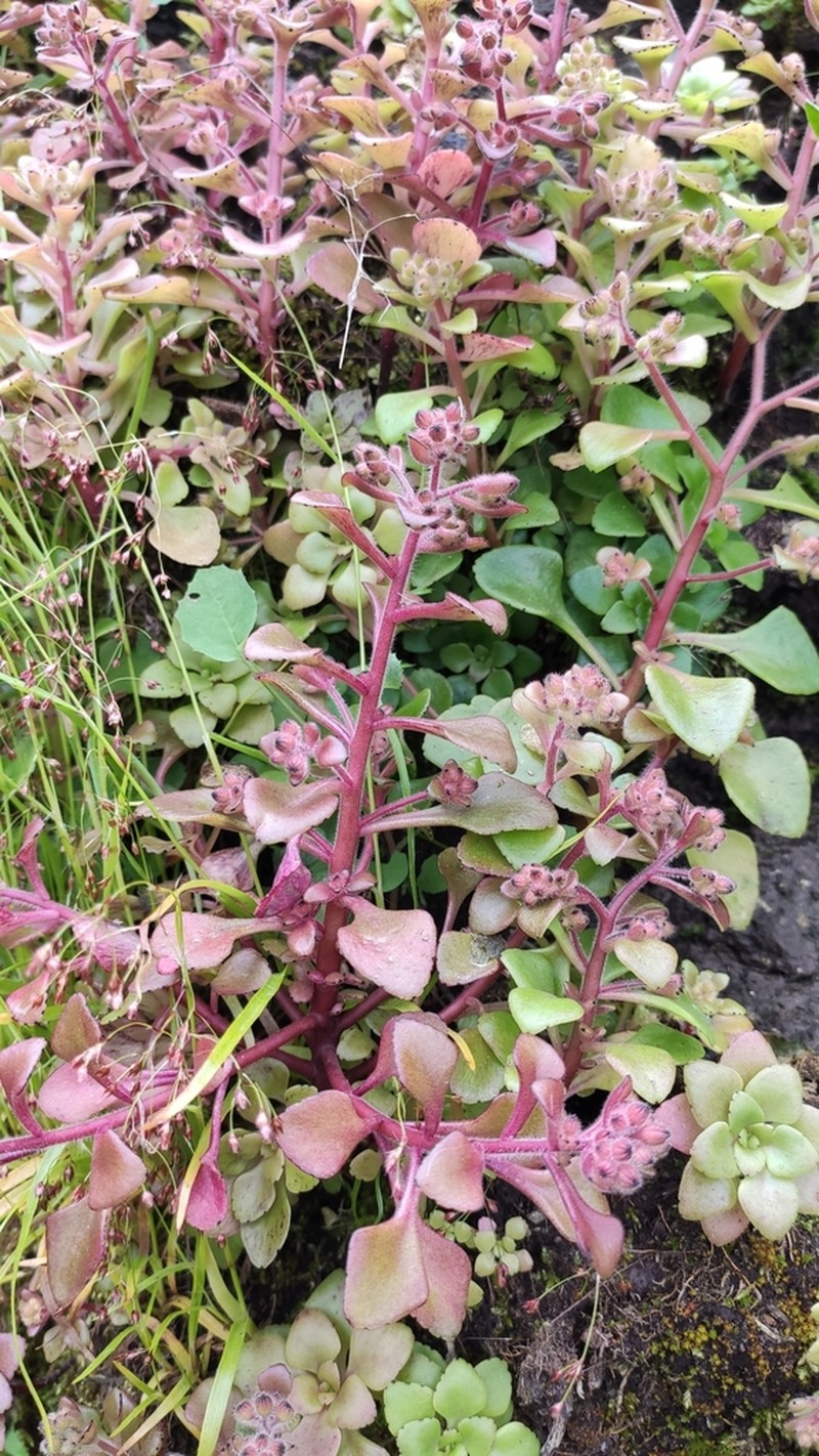 Aichryson punctatum photo 6