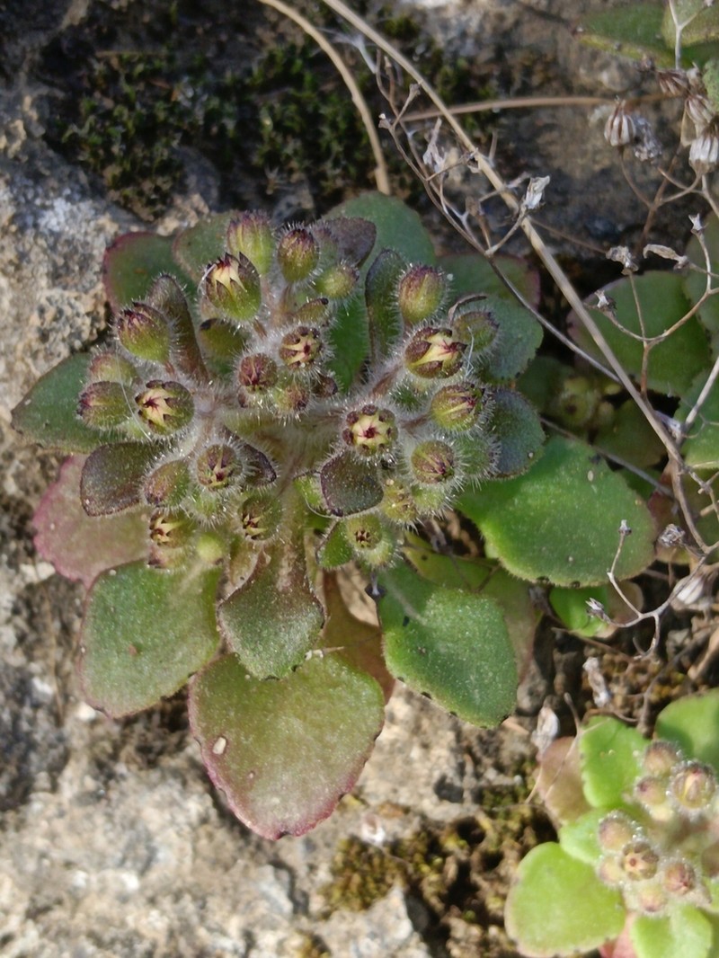 Aichryson punctatum photo 7