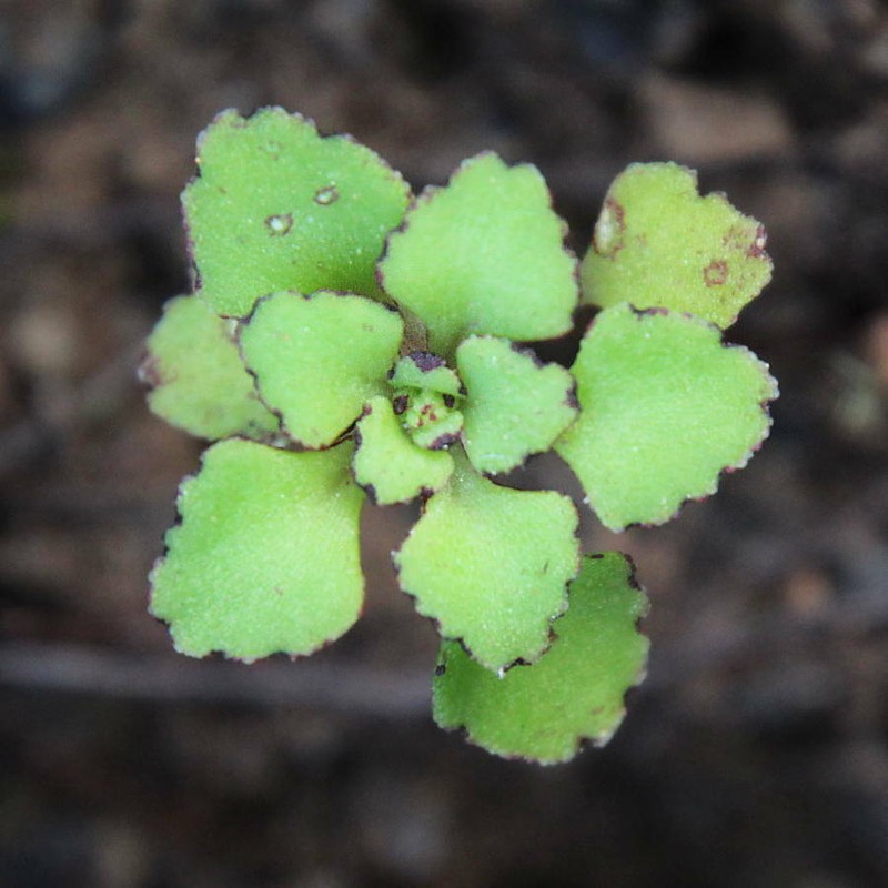 Aichryson punctatum photo 8